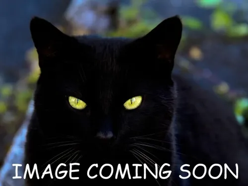 Kirsten Table Loom 24inch 8shaft